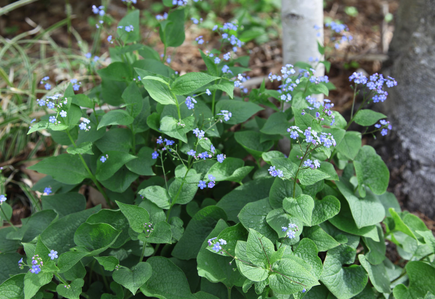 Plant of the week: forget-me-not, Gardens