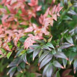 nandina1