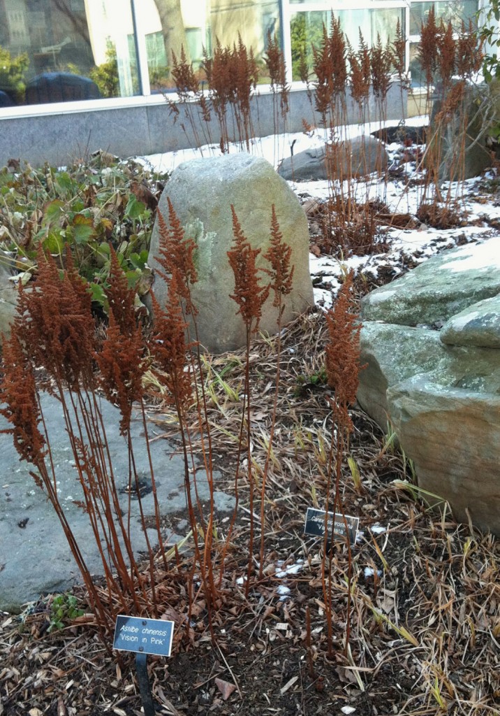 astilbe-visionsinpink-winter