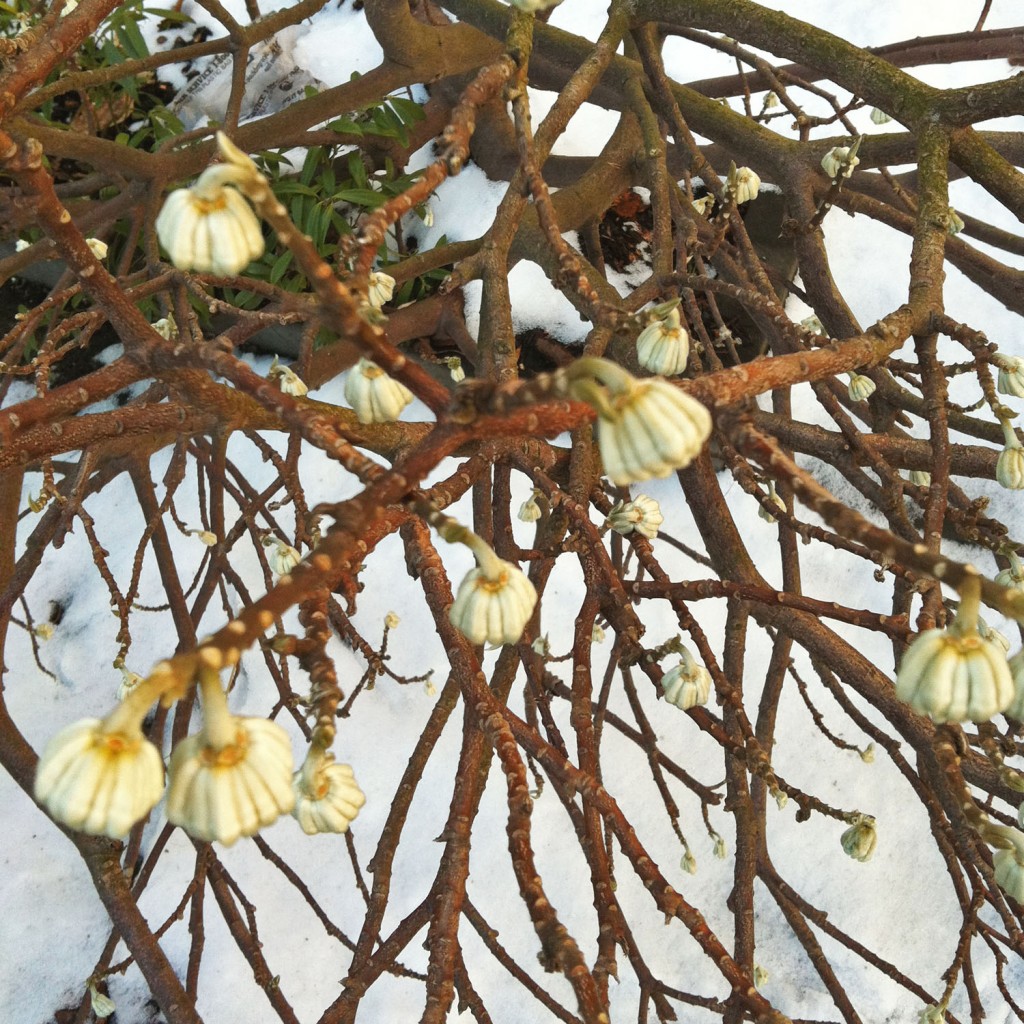 edgeworthia-winter